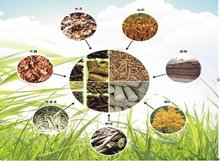 木屑顆粒機 推動生物質能源發展的關鍵利器